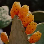 Appartement Corte Dell' Idume