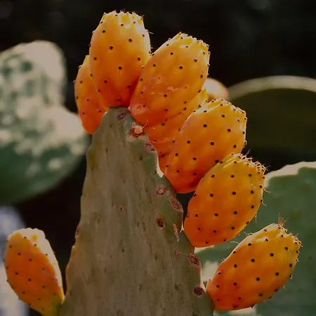 Apartment Corte Dell' Idume